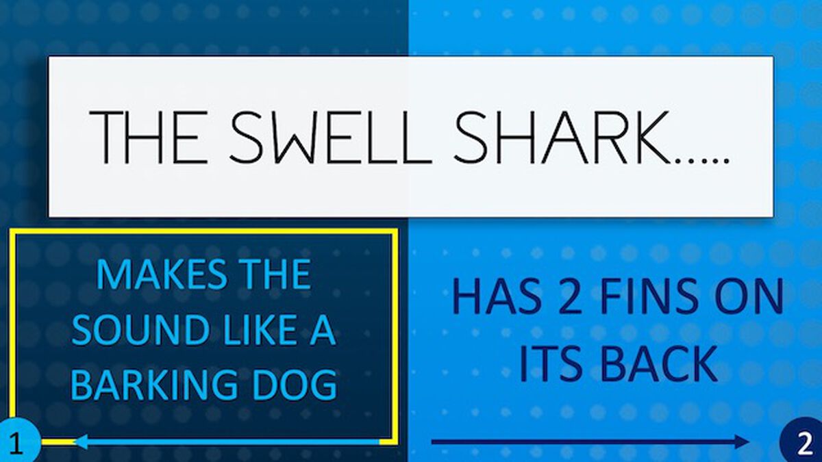 Shark Quiz image number null